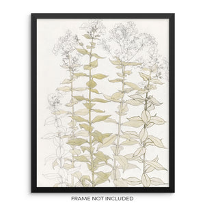Vintage Botanical Art Print Phlox Flowers and Leaves Wall Poster