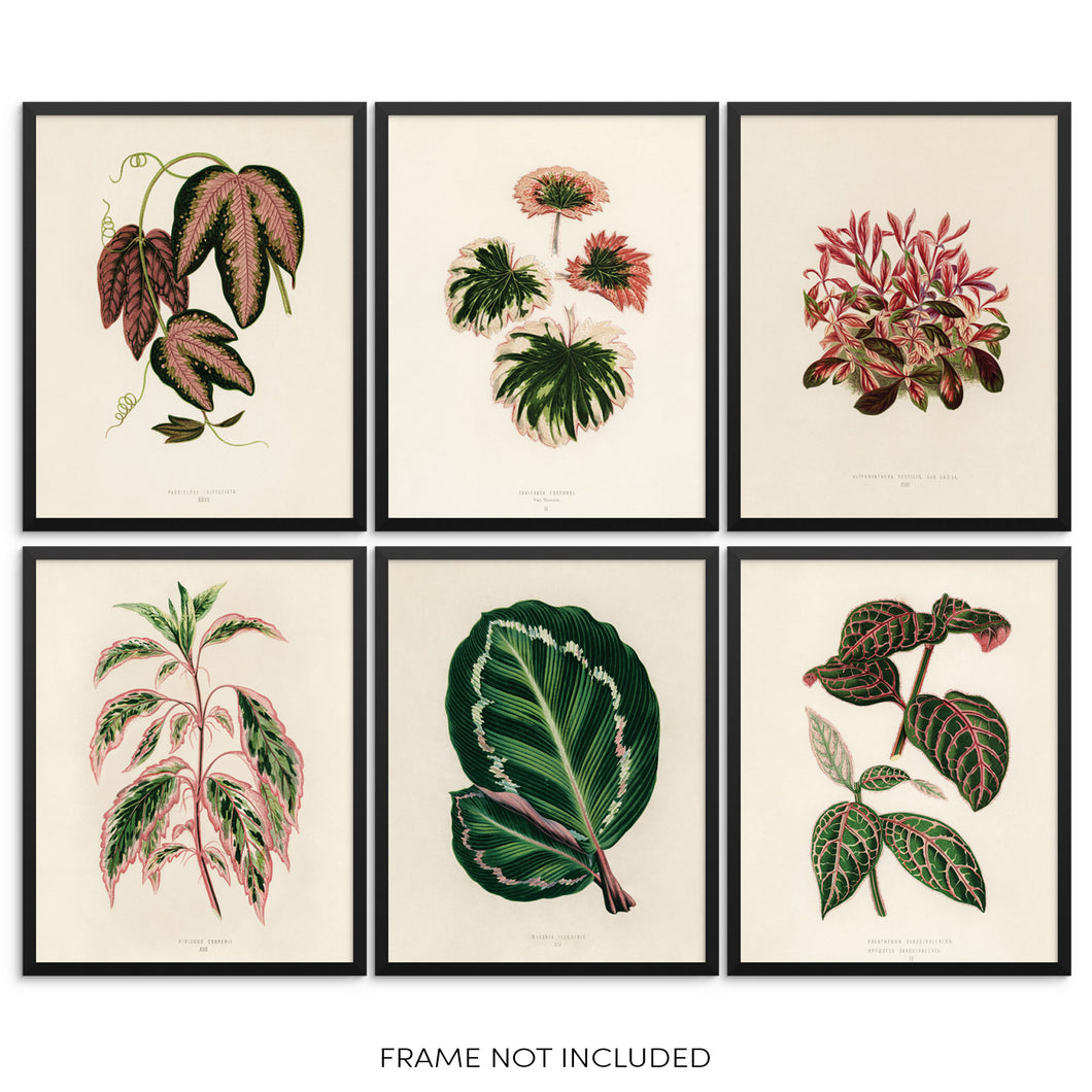 Botanical Leaf Vintage Art Prints Set Leaves and Plants Posters