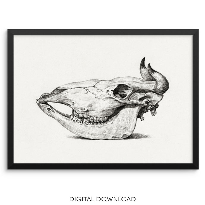 Cow Skull Art Print Boho Wall Poster by Jean Bernard DIGITAL DOWNLOAD